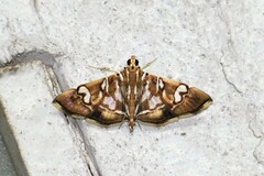 Chabula telphusalis