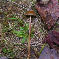 Panaeolus cinctulus