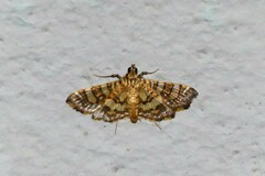 Sameodes cancellalis