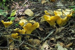 Cantharellus pallens