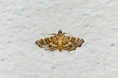 Sameodes cancellalis
