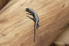 Trachylepis punctatissima