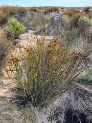 Willdenowia incurvata