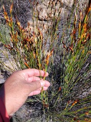 Willdenowia incurvata