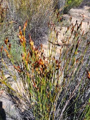 Willdenowia incurvata