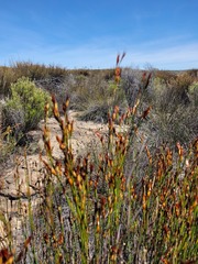 Willdenowia incurvata