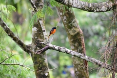 Pericrocotus flammeus