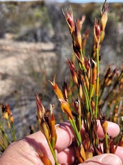 Willdenowia incurvata