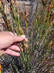 Willdenowia incurvata