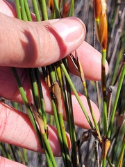 Willdenowia incurvata