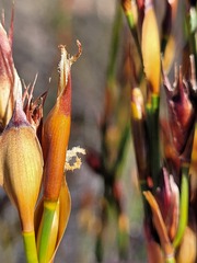 Willdenowia incurvata