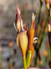 Willdenowia incurvata