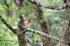 Pericrocotus flammeus