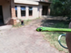 Philothamnus hoplogaster