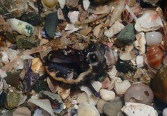 Tenguella marginalba