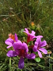 Pelargonium rodneyanum