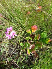Pelargonium rodneyanum