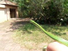 Philothamnus hoplogaster