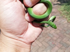 Philothamnus hoplogaster