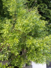 Maytenus boaria