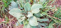 Borago officinalis