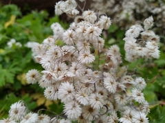 Anaphalioides trinervis