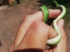 Philothamnus hoplogaster