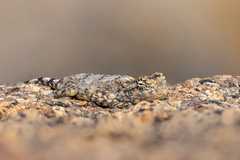 Agama anchietae