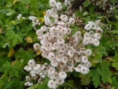 Anaphalioides trinervis