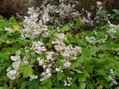 Anaphalioides trinervis