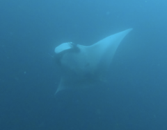 Mobula birostris