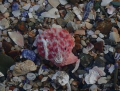 Pascahinnites coruscans