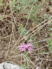 Megachile maritima