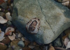 Patelloida latistrigata