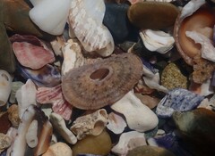 Amblychilepas nigrita