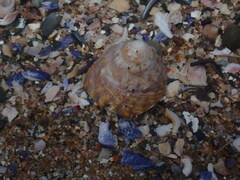 Astralium tentoriiforme