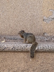 Otospermophilus variegatus