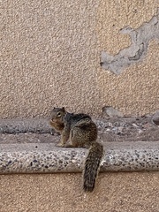 Otospermophilus variegatus
