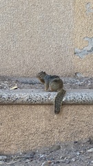 Otospermophilus variegatus