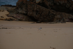 Thinornis cucullatus