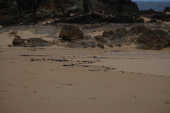 Thinornis cucullatus