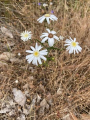 Asteridea pulverulenta