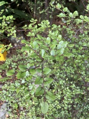 Nothofagus solandri