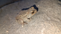 Incilius mazatlanensis