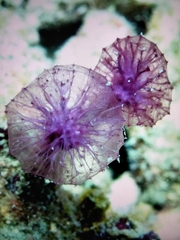 Oceanapia sagittaria