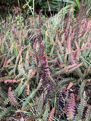 Blechnum penna-marina