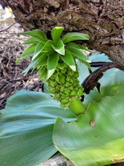 Eucomis regia