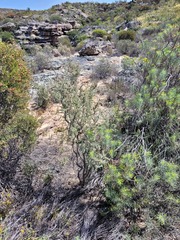 Wiborgia