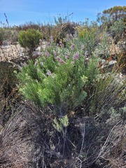 Paranomus bracteolaris