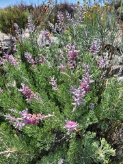 Paranomus bracteolaris